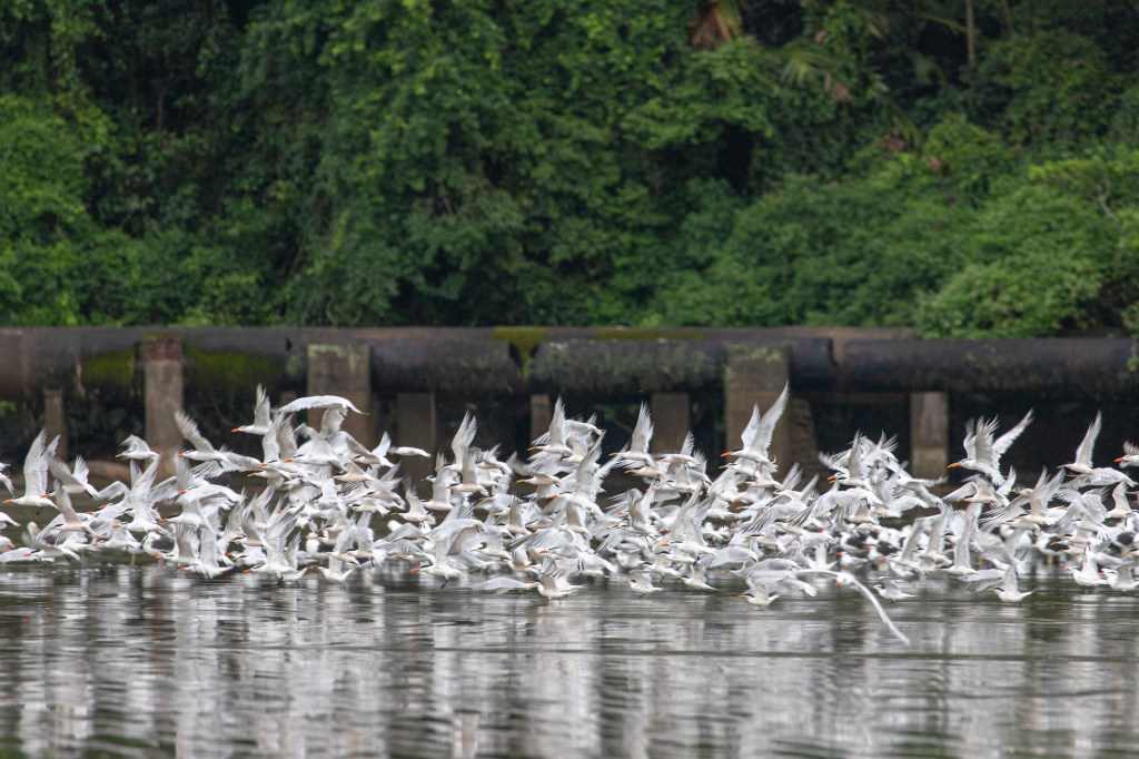 [Projeto Trinta-réis] #1 – O que nos levou a&nbsp;estudá-los?