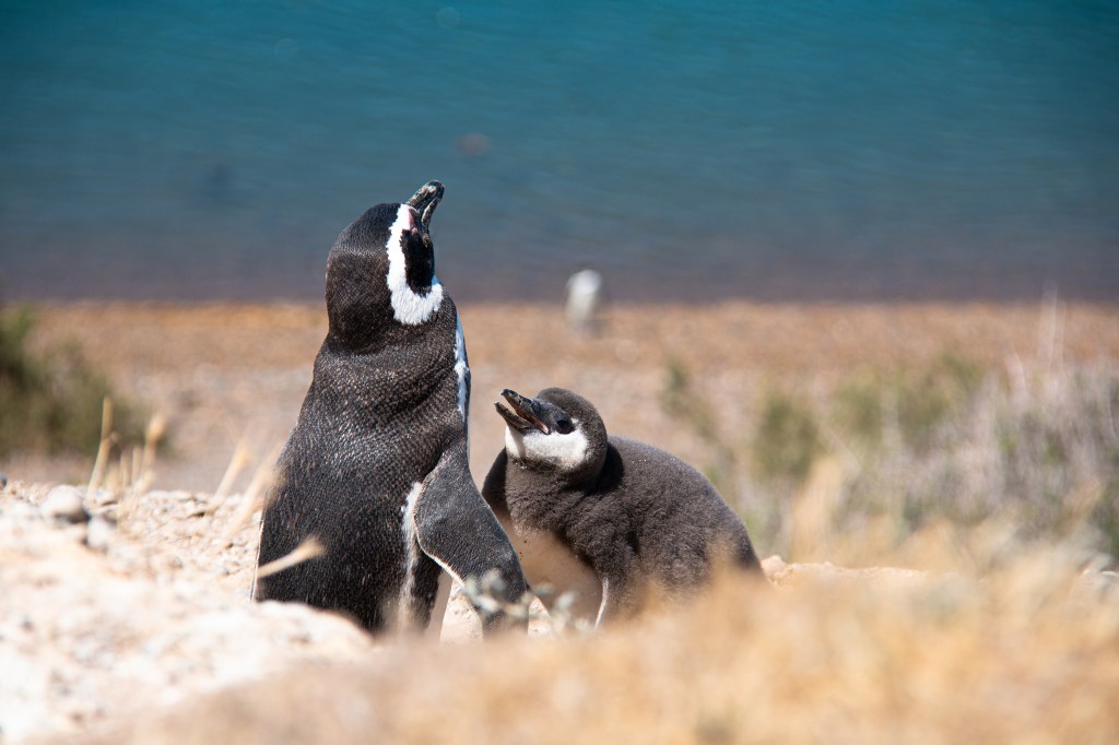 Pinguins-de-magalhães nas praias paulistas: de onde eles&nbsp;vêm?