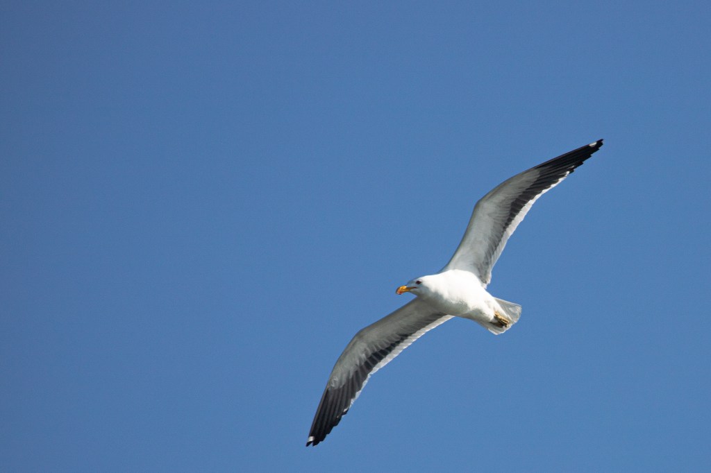 Relato de campo: observação de aves marinhas e costeiras nas ilhas de Peruíbe, litoral&nbsp;paulista