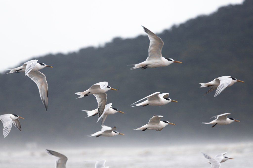 [Projeto Trinta-réis] Relato de campo: Monitoramento dos trinta-réis: Praia Grande e&nbsp;Mongaguá