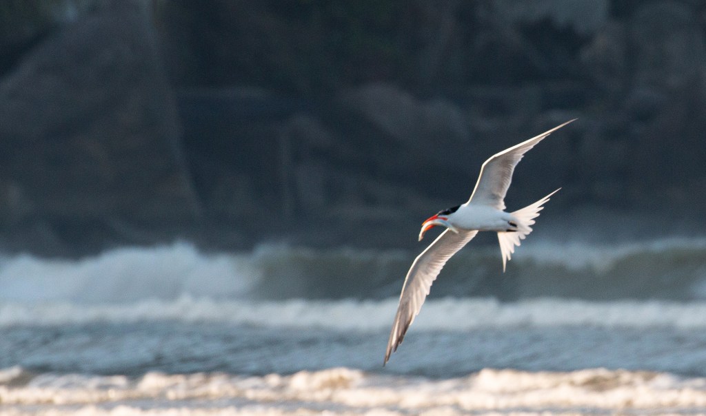 Trinta-réis e o compartilhamento de peixes durante a&nbsp;reprodução
