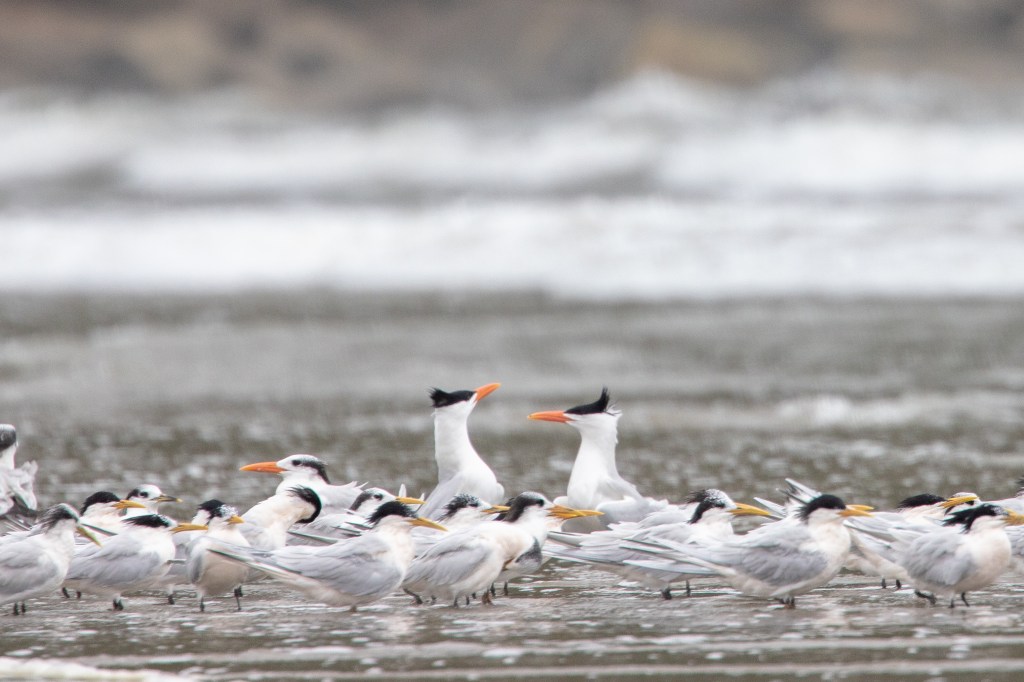 Os interessantes comportamentos reprodutivos dos trinta-réis-reais