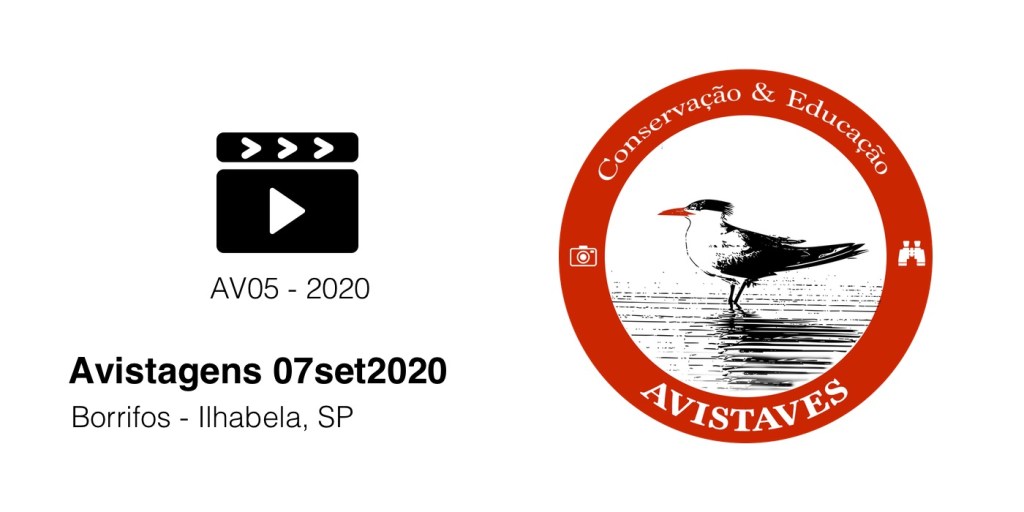 [Vídeo] Trinta-réis-de-bico-vermelho se alimentando em&nbsp;Ilhabela,SP