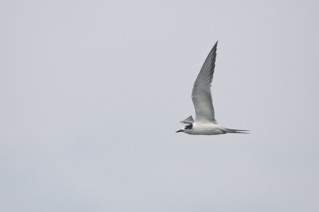 Trinta-réis-boreal nas águas do&nbsp;PEXJ!