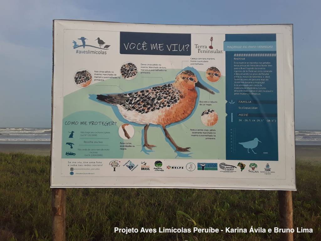 Boa notícia para as aves limícolas do litoral&nbsp;paulista!