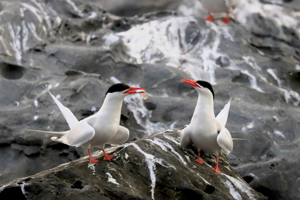 Vida no Píer: Os desafios e a sobrevivência dos trinta-réis em habitats&nbsp;artificiais