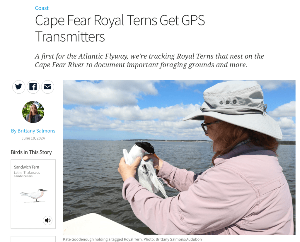 Entendendo o comportamento de forrageamento dos trinta-réis-reais na Carolina do Norte (EUA) através da&nbsp;telemetria