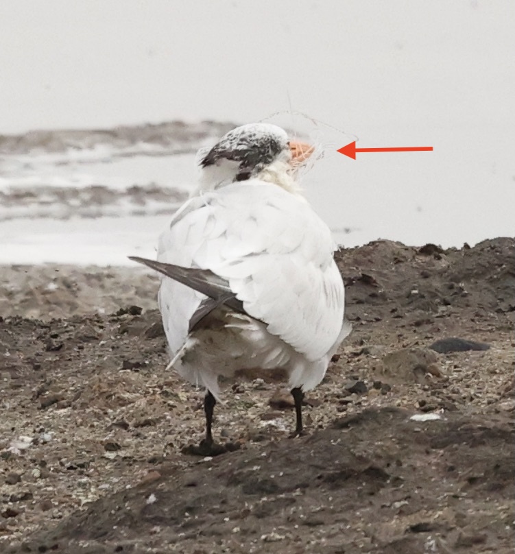 Voo em risco: trinta-réis e a questão do bycatch em aves costeiras e&nbsp;marinhas