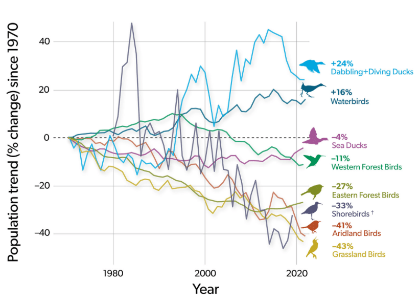 Cinco anos após o estudo “3 bilhões de aves a menos”: aves continuam em declínio nos&nbsp;EUA