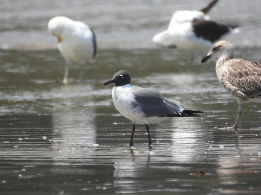 Novos registros de gaivotas e trinta-réis ampliam a lista de aves marinhas de São&nbsp;Paulo