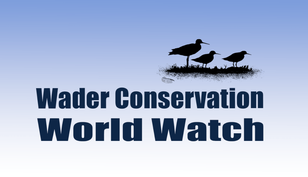 Projeto Trinta-réis e VIVA participam do Wader Conservation World Watch&nbsp;2025
