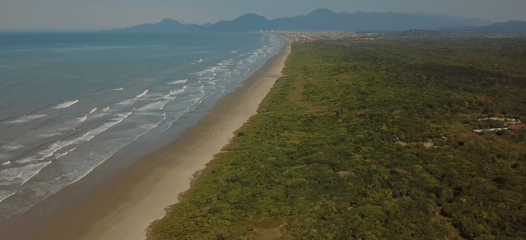 Locais para observar aves costeiras no litoral paulista — #1 Praia do Taniguá,&nbsp;Peruíbe