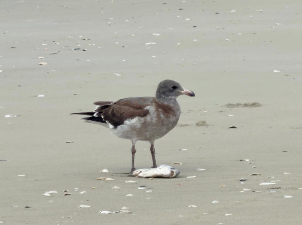 Primeiro registro da gaivota-golfinho no&nbsp;Brasil!